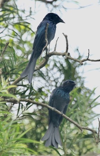 Bronzed Drongos, HIBA
