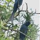 Bronzed Drongos, HIBA Views[118]