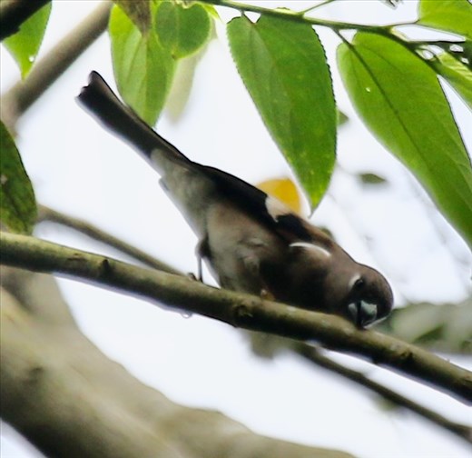 Brown Bullfinch, Alishan