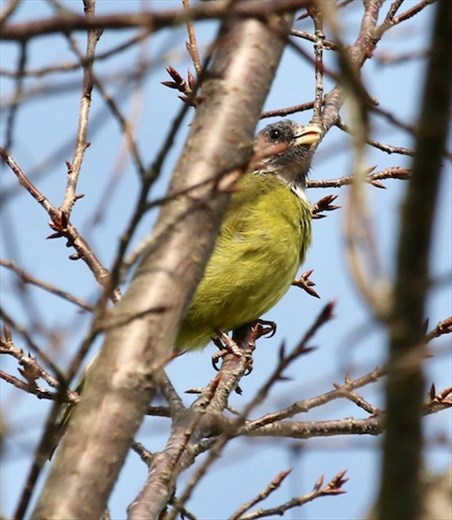 Collared-finchbill, Renai