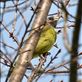 Collared-finchbill, Renai Views[284]