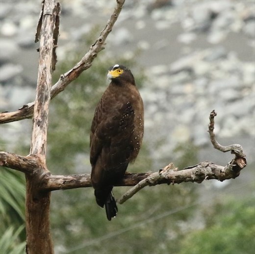 Crested Serpent Eagle, Zhiben Hot Springs