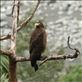 Crested Serpent Eagle, Zhiben Hot Springs Views[230]