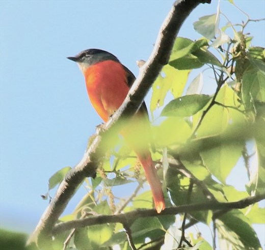 Grey-cheeked Minivet, Daxueshan NP