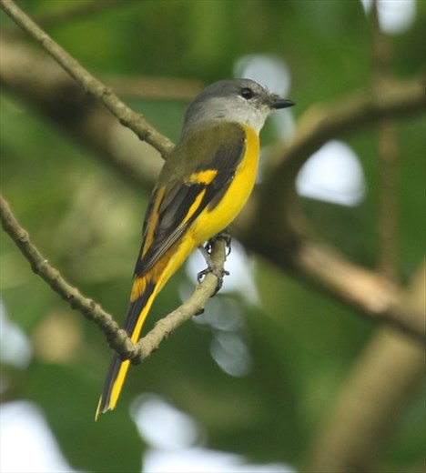Female Grey-chinned Minivet, HIBA