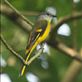 Female Grey-chinned Minivet, HIBA Views[106]