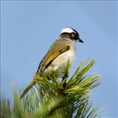Light-vented bubul, Renai: by graynomadsusa, Views[295]
