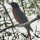 Maroon Oriole, HIBA Views[103]
