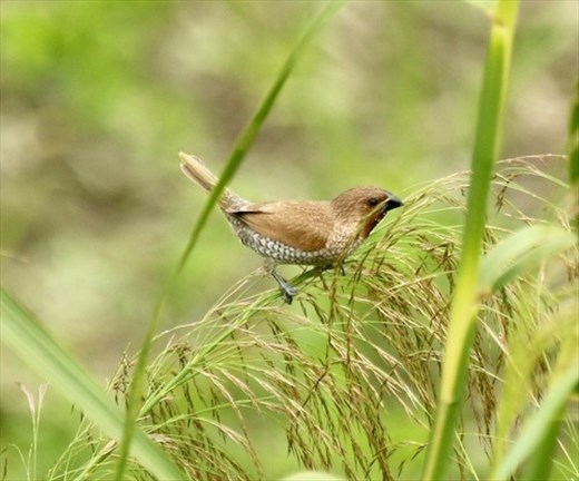 Nutmeg Munia, Taitung