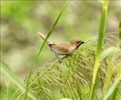 Nutmeg Munia, Taitung: by graynomadsusa, Views[298]