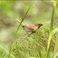 Nutmeg Munia, Taitung Views[282]