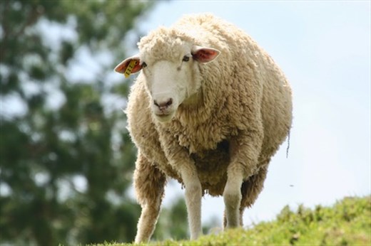 B-a-a-a, Cingjing Farm