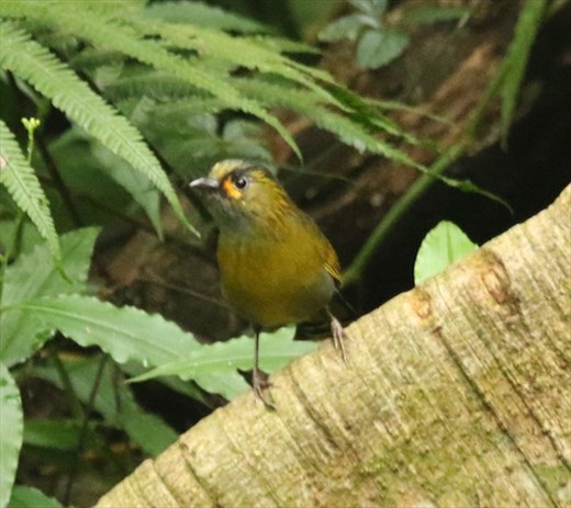 Steere's Liocicha, Alishan
