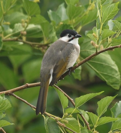 Styan's Bulbul, Taitung