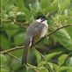 Styan's Bulbul, Taitung Views[283]