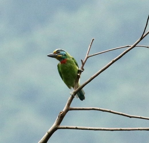 Taiwan Barbet, Zhiben Hot Springs