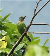 Taiwan Barbet, Zhiben Hot Springs: by graynomadsusa, Views[784]