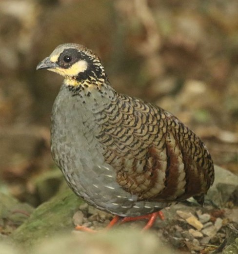 Bird of the day, Taiwan Partridge, Daxueshan NP