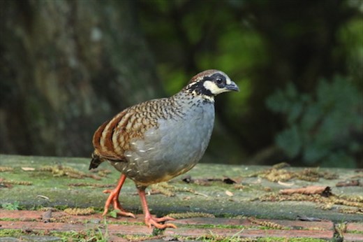 Bird of the day, Taiwan Partridge, Daxueshan NP