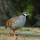 Bird of the day, Taiwan Partridge, Daxueshan NP Views[292]