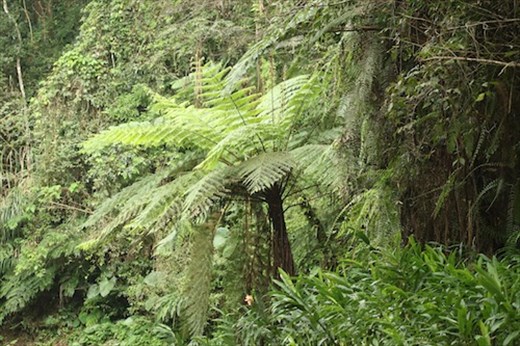 Cycad, central mountains
