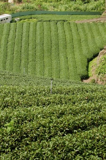 Alishan Tea Plantation
