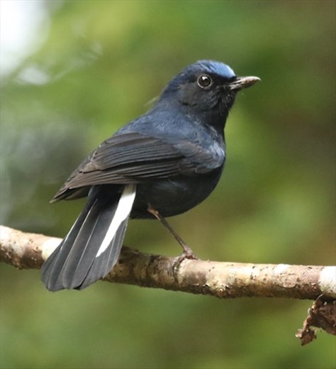White-tailed Robin, Alishan
