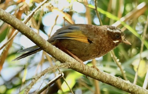 White-whiskered Laughing Thrush, Alishan