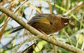 White-whiskered Laughing Thrush, Alishan: by graynomadsusa, Views[667]