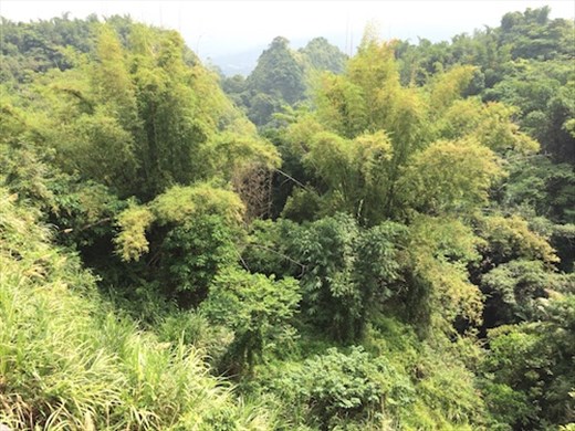 Bamboo forest, Huben Important Bird Area