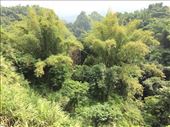 Bamboo forest, Huben Important Bird Area: by graynomadsusa, Views[243]