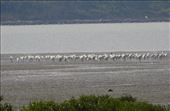 98, 99, 100! Black-faced Spoonbill Reserve: by graynomadsusa, Views[267]