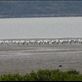 98, 99, 100! Black-faced Spoonbill Reserve Views[235]