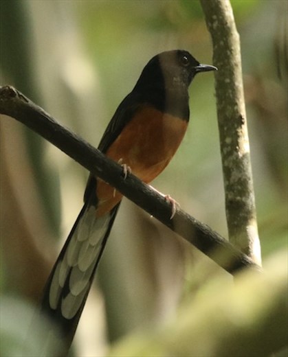 White-rumped Shama, HIBA