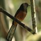 White-rumped Shama, HIBA Views[131]