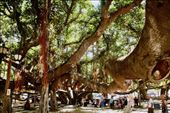 1857 Banyon Tree, Lahaina, Maui: by graynomadsusa, Views[378]