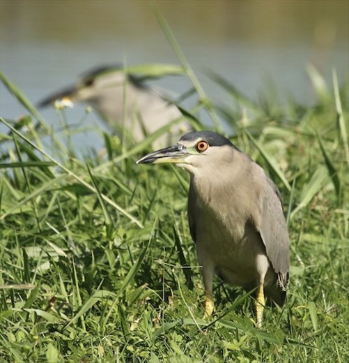 Black-crowned Night Herons, James Campbell National Wildlife Refuge