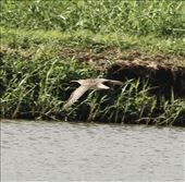 At long last, Bristle-thighed Curlew, James Campbell National Wildlife Refuge: by graynomadsusa, Views[443]