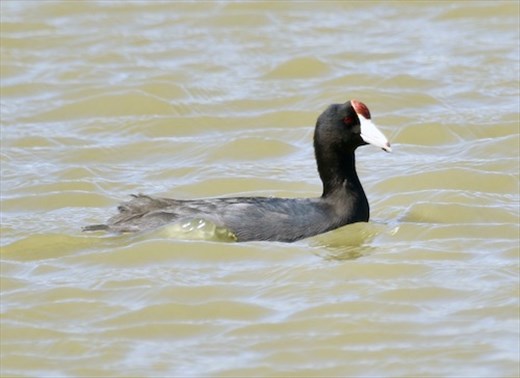 Hawaiian Coot, James Campbell National Wildlife Refuge