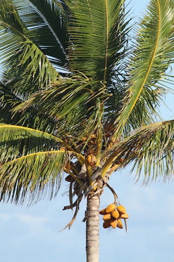 Coconuts, Oahu