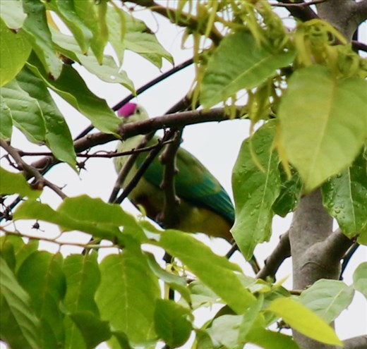 Crimson-crowned Fruit Dove, Lifou