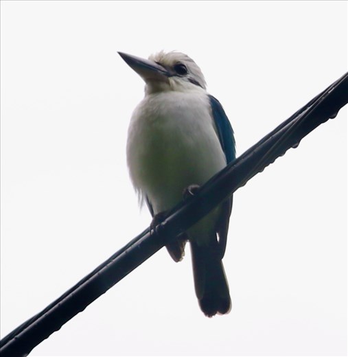 Flat-billed Kingfisher, National Park of National Samoa