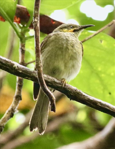 Polynesian Wattled Honeyeater, National Park of National Samoa