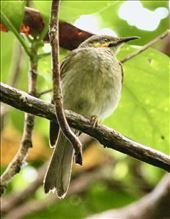 Polynesian Wattled Honeyeater, National Park of National Samoa: by graynomadsusa, Views[466]