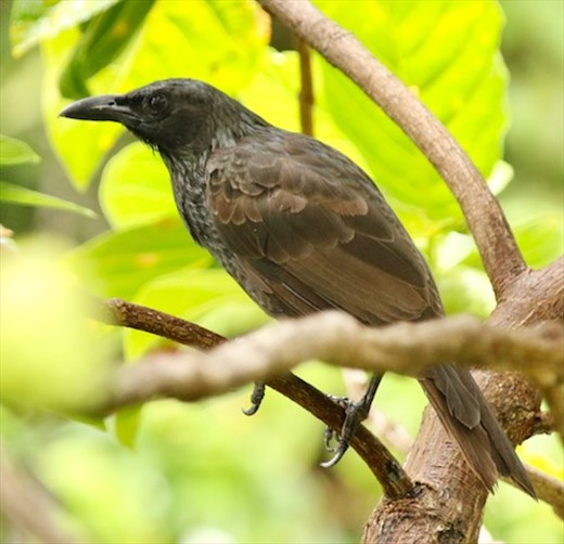 Samoan Starling