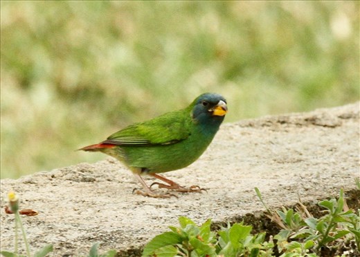 Blue-headed Parrotfinch, Lifou