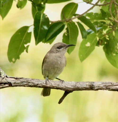 Cardinal Myzomela, Suva