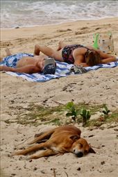 Dog Daze, Dravuni : by graynomadsusa, Views[389]