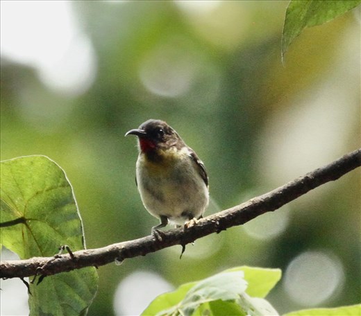 Orange-breasted Myzomela, Suva