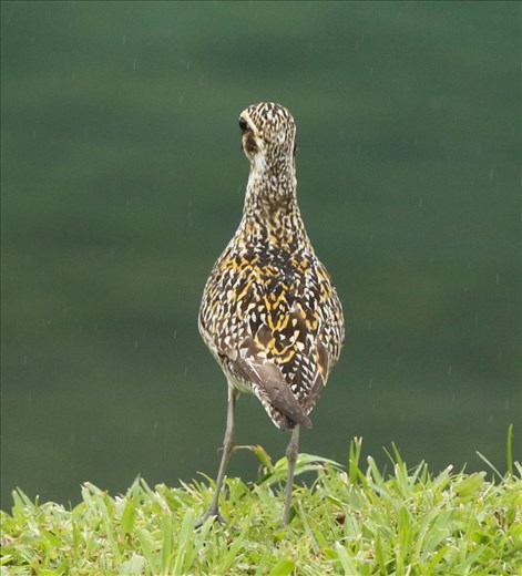 Pacific Golden Plover, Suva